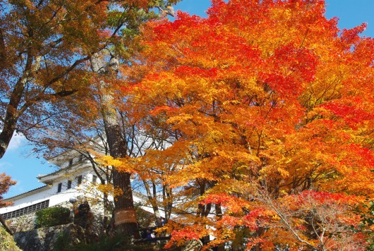 この秋おすすめの紅葉イベント『郡上八幡城もみじまつり２０１６』
