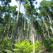 47都道府県の柱プロジェクト～徳島県～