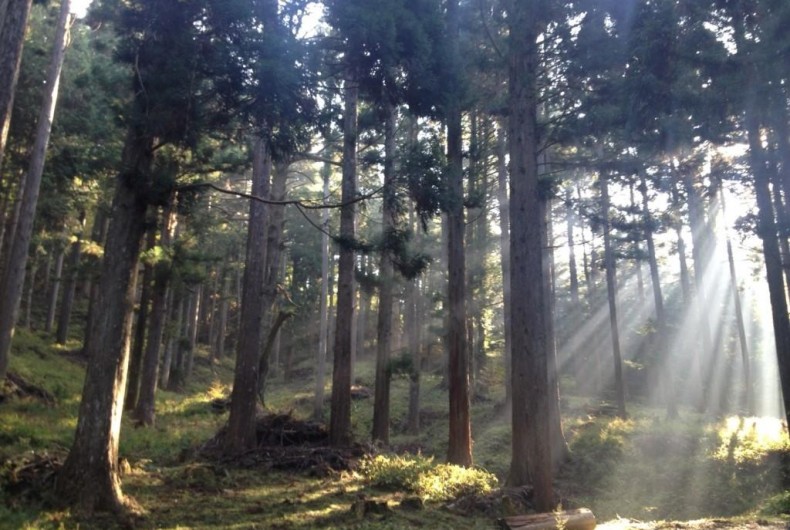 47都道府県の柱プロジェクト~和歌山県~