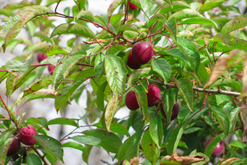 木や植物にまつわることわざは…
