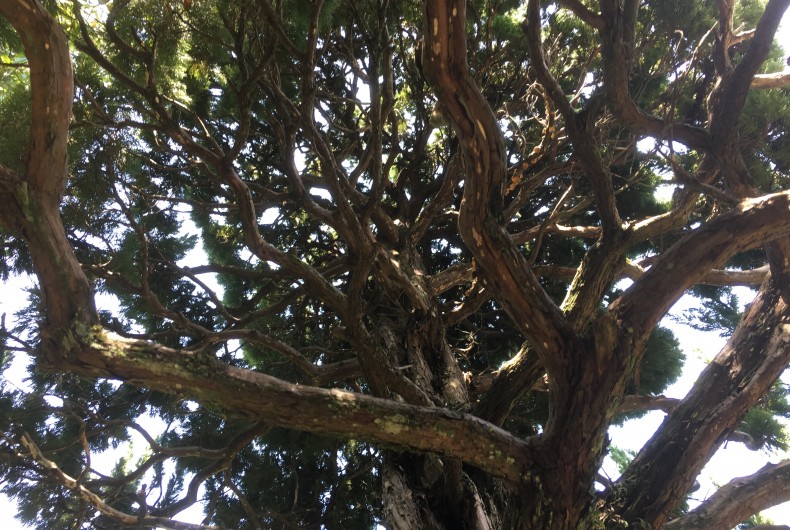 まるで炎 不思議な形の樹木の秘密