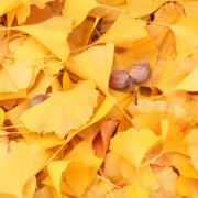 恐竜時代からの生き残り?彼らとは同期でした