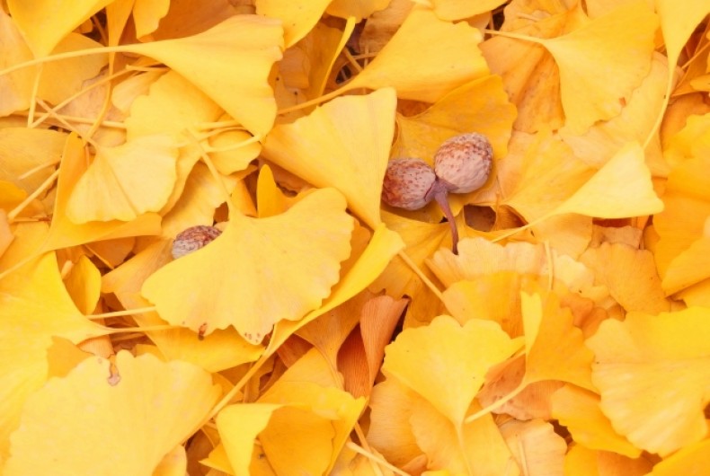 恐竜時代からの生き残り?彼らとは同期でした