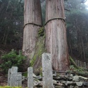 樹木の“一番”を探る!