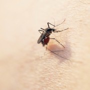 蚊も撃退?クスノキの持つ力とは