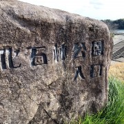 化石になった木を見たことはありますか?