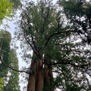 身近にある巨木を探してみよう!(1)