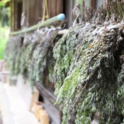 大人のクラブ活動「里山SUNDAYS」に参加。 伊吹山麓に残る「採薬の村」とは?