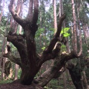 自然が生みだす神秘の樹形【岐阜県関市・株杉の森】