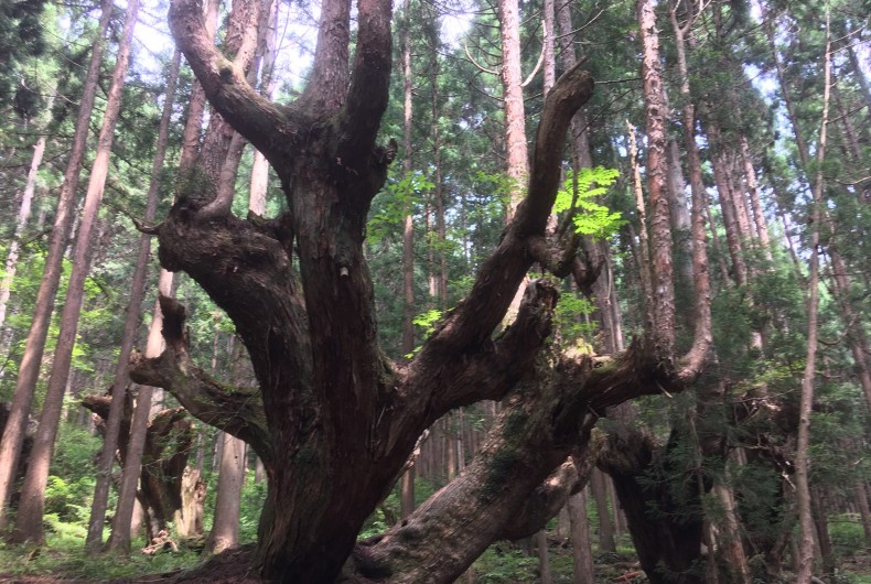 自然が生みだす神秘の樹形【岐阜県関市・株杉の森】