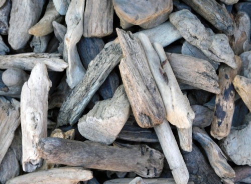 生きている木とはまたひと味ちがう 流木の世界