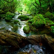 日本の森がもっとワクワク新聞9月号(2019)発行!