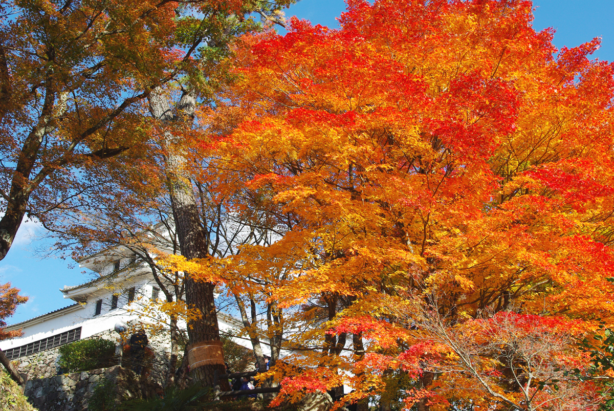 この秋おすすめの紅葉イベント 郡上八幡城もみじまつり２０１６